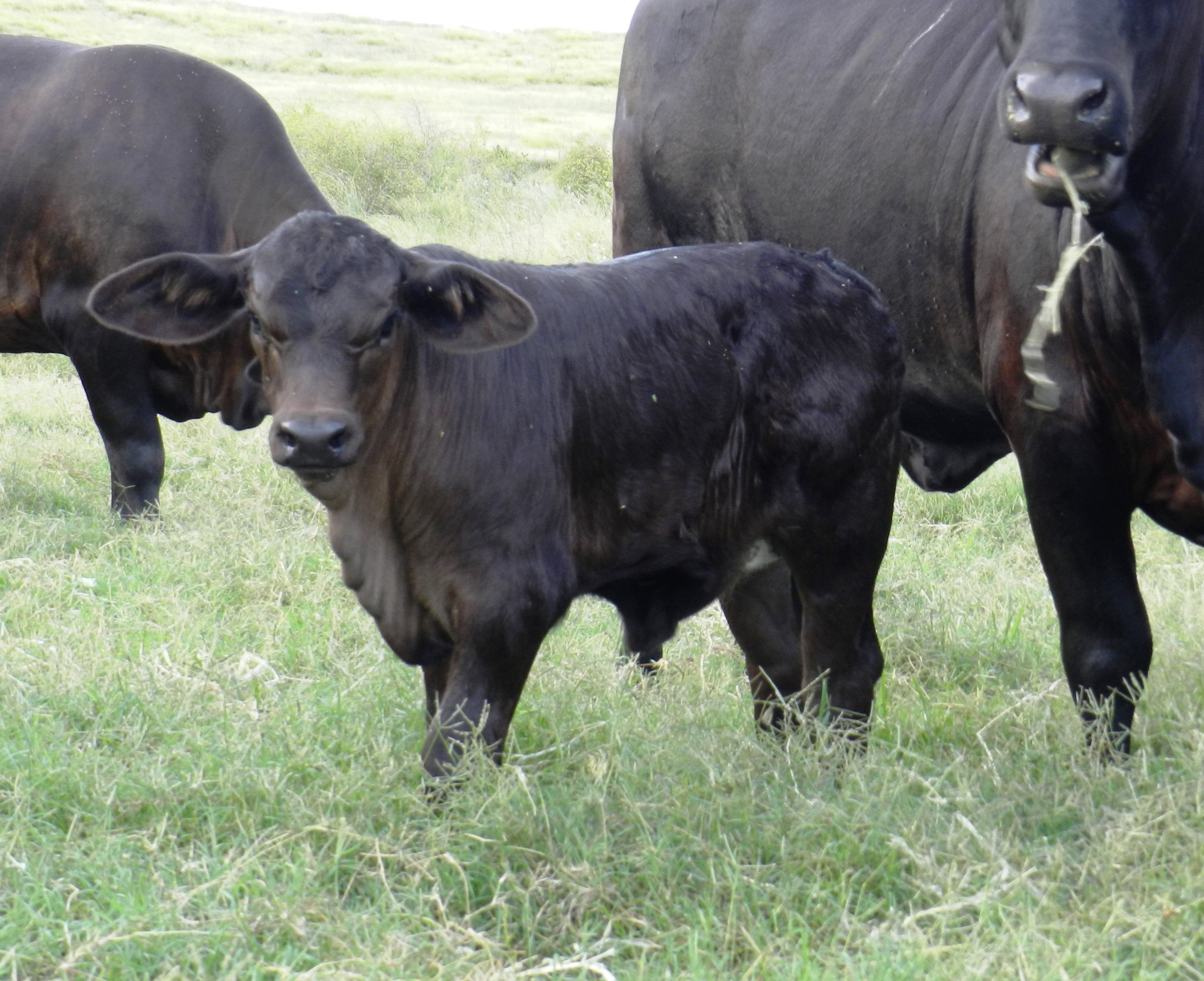 Heifer calf at 4wks